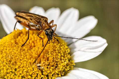 Oedemera podagrariae - Escarabajo de la madera