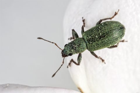 Polydrusus formosus - Escarabajo verde de las hojas