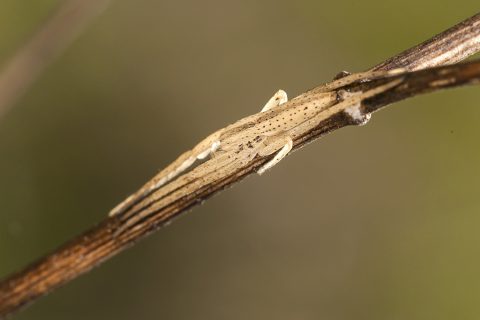 Tibellus sp - Araña cangrejo delgada
