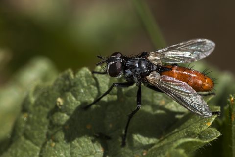 Cylindromyia bicolor - Mosca taquinida
