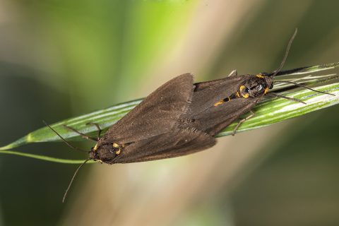 Dysauxes punctata servula - Mariposa noctuida