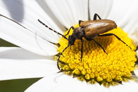 Pseudovadonia livida - Escarabajo longicorne