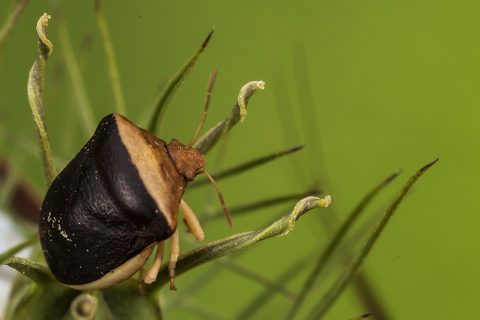 Ventocoris rusticus - Chinche del ajenuz