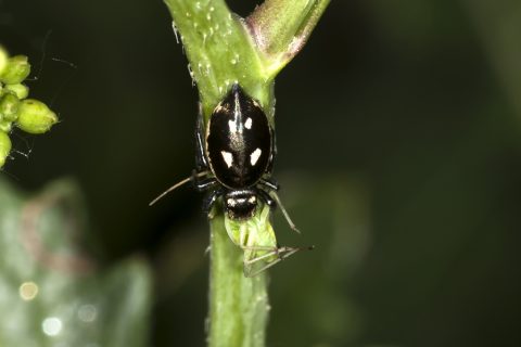Heliophanus cupreus - Araña saltadora