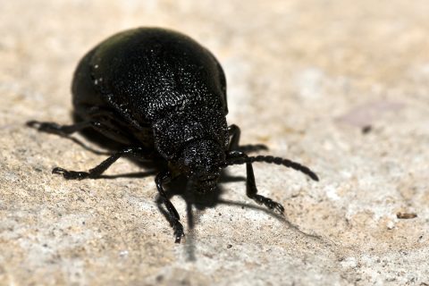 Galeruca sp - Escarabajo