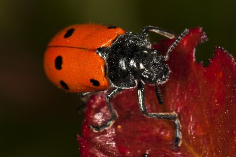 Lachnaia pubescens - Escarabajo de las hojas