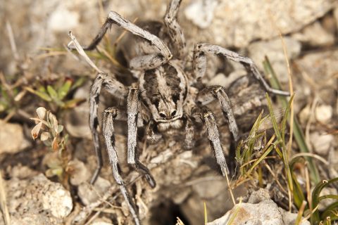 Lycosa hispanica - Tarantula iberica