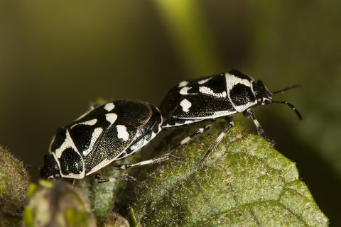 Eurydema oleracea - Chinche de la col