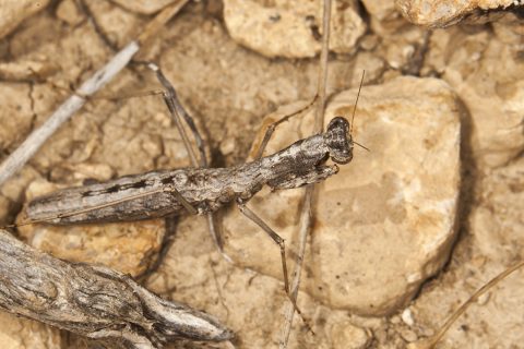 Geomantis larvoides - Mantis