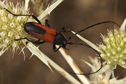 Purpuricenus budensis - Escarabajo longicorne