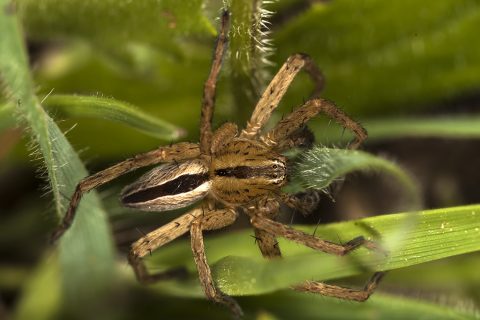 Micrommata sp - Araña cazadora