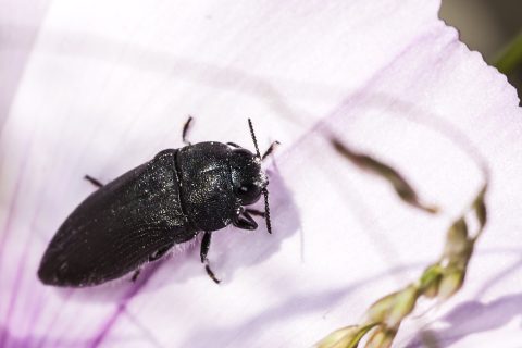 Acmaeodera cylindrica - Escarabajo de la correhuela