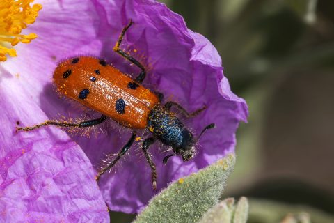Trichodes octopunctatus - Escarabajo de 8 puntos