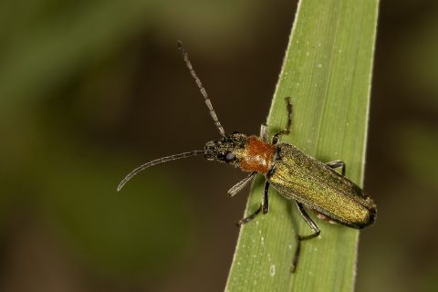 Ischnomera xanthoderes - Escarabajo de la madera
