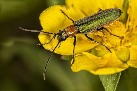 Anogcodes seladonius - Escarabajo de las flores