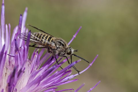 Parageron incisus - Mosca abeja