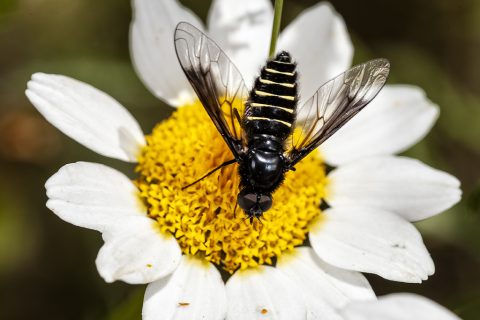 Lomatia sp - Mosca abeja