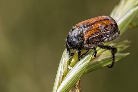 Anisoplia baetica - Escarabajo japonés