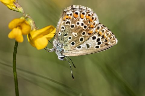 Lysandra hispana - Mariposa azul de Provenza