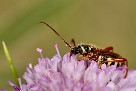 Stenopterus ater - Escarabajo longicorne