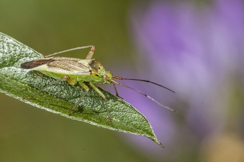Closterotomus trivialis - Chinche verde