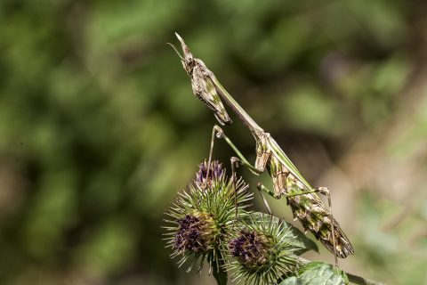 Empusa pennata - Mantis palo