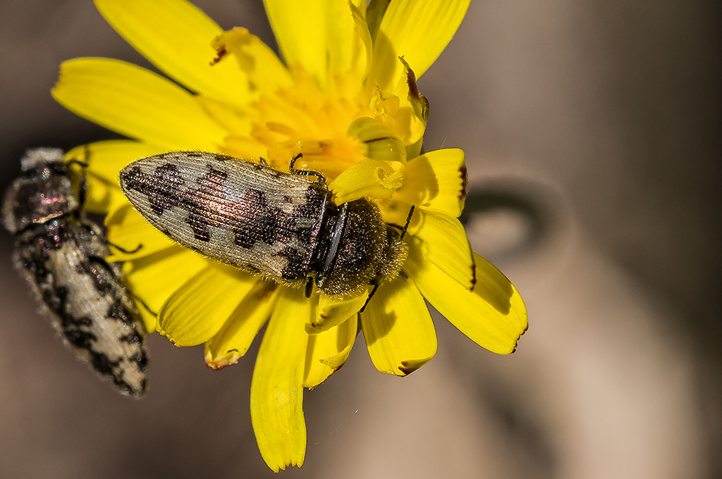 Acmaeodera pilosellae -  Escarabajo joya