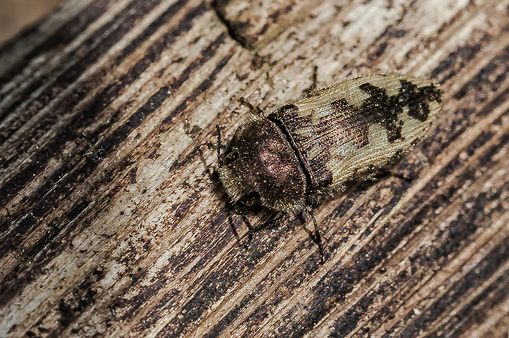 Acmaeodera pilosellae -  Escarabajo joya