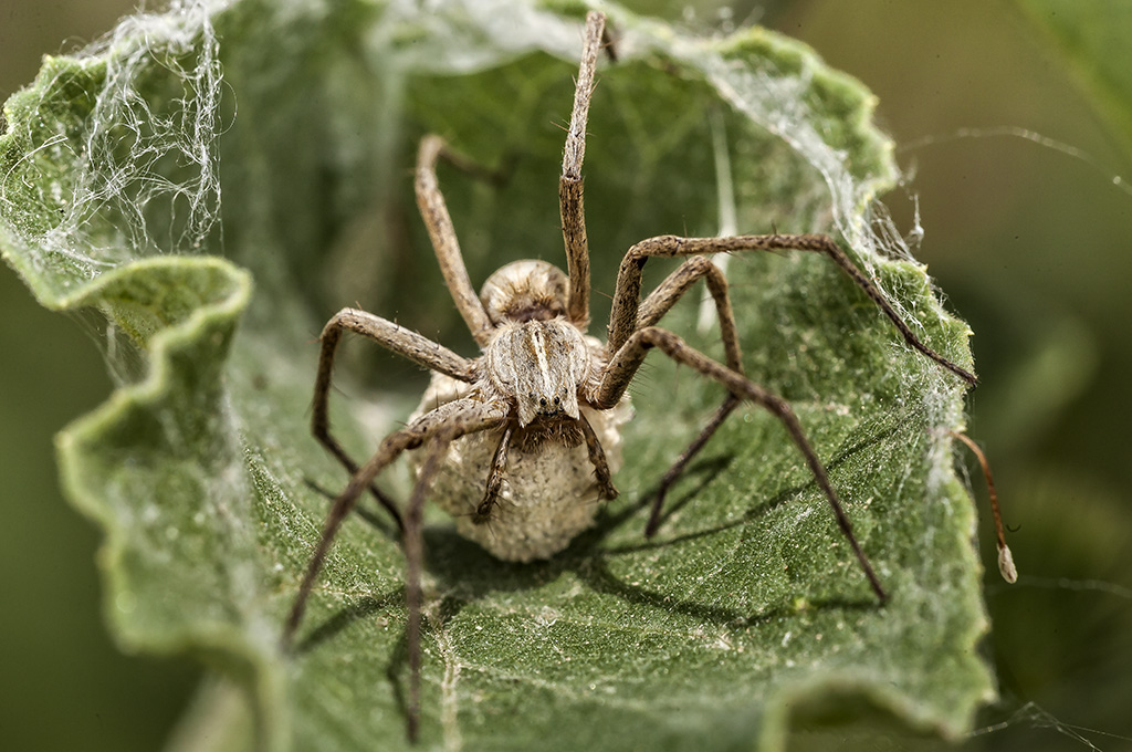 Pisaura mirabilis - Nursery web spider