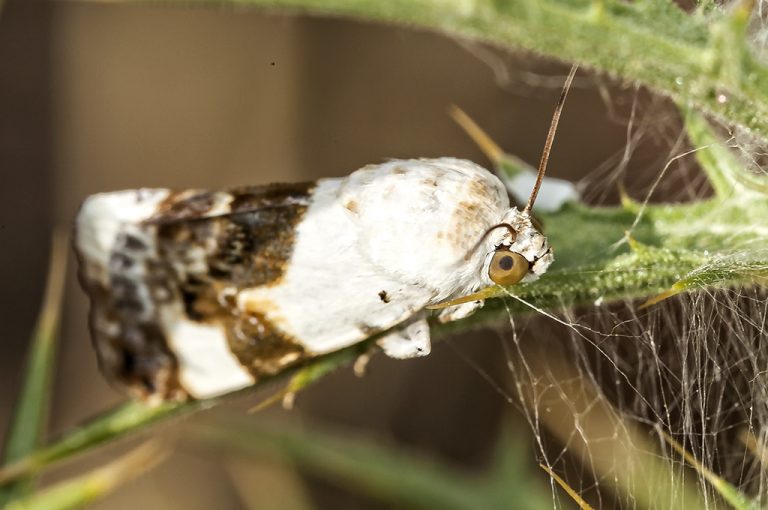 Acontia lucida - Polilla de hombros blancos