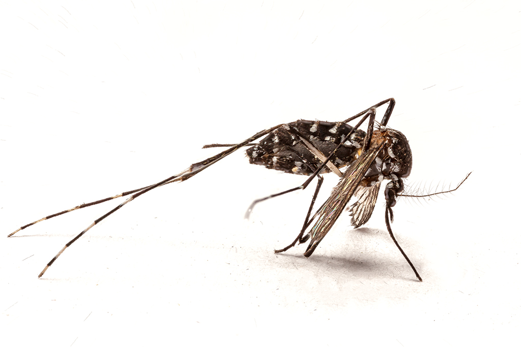Aedes albopictus - Mosquito tigre