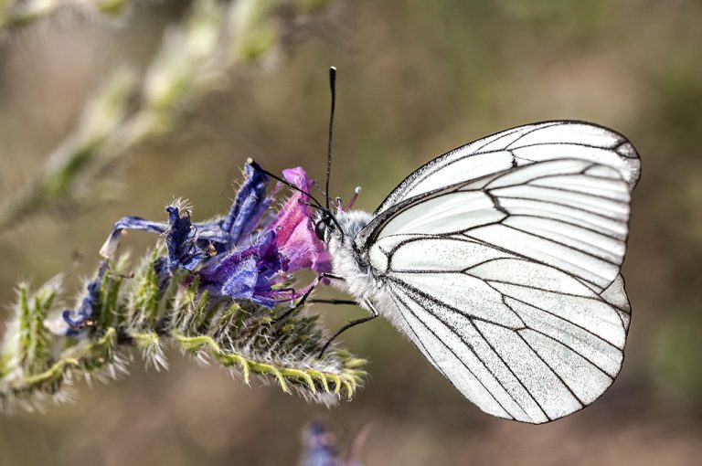 Aporia crataegi - Blanca del majuelo