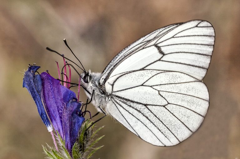 Aporia crataegi - Blanca del majuelo