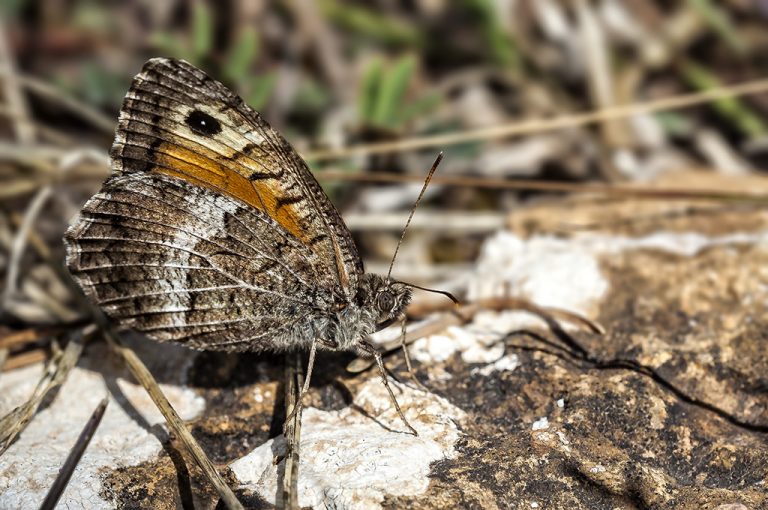 Arethusana arethusa - Pintas ocres