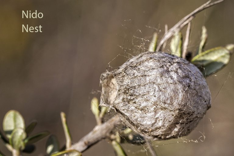 Argiope bruennichi - Araña tigre