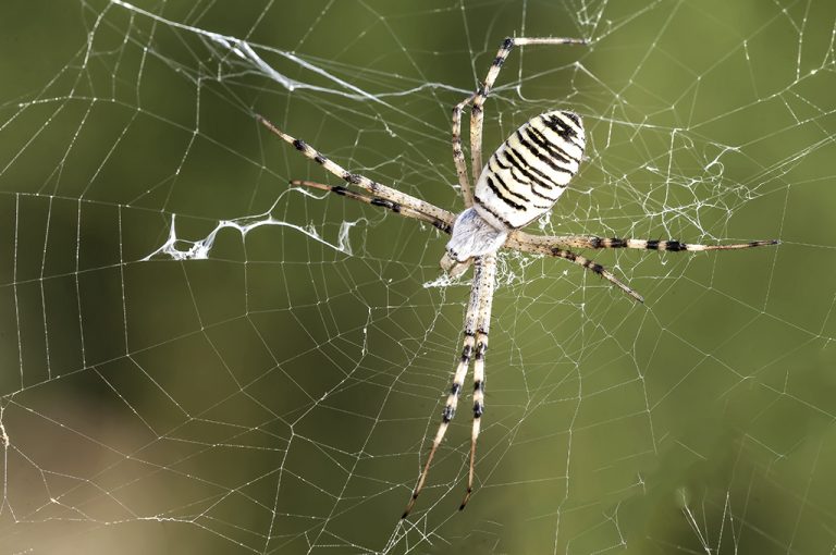 Argiope bruennichi - Araña tigre