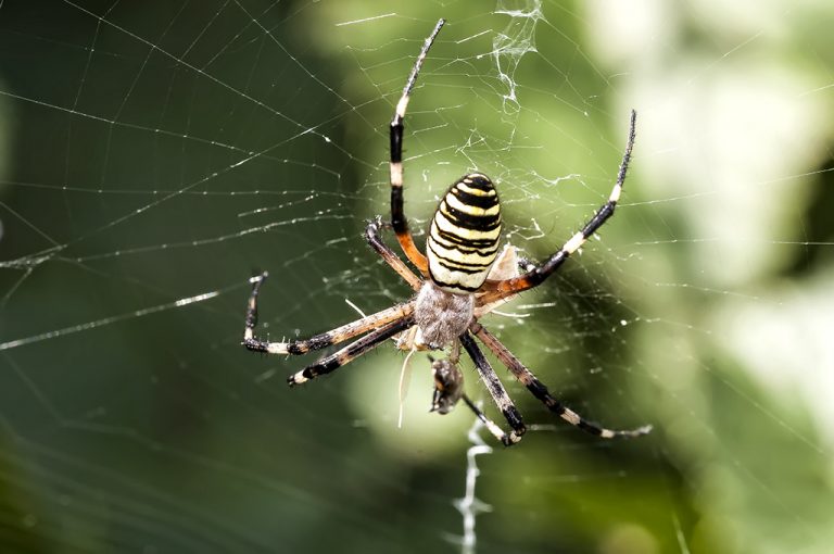 Argiope bruennichi - Araña tigre