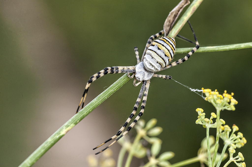 Argiope trifasciata - Araña tigre