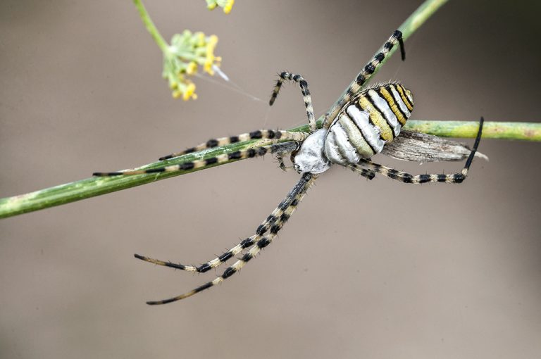 Argiope trifasciata - Araña tigre