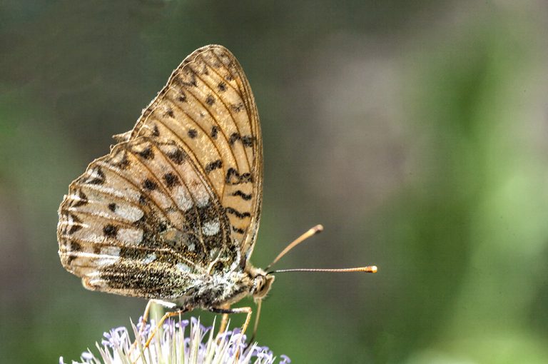 Argynnis aglaja - Lunares de plata