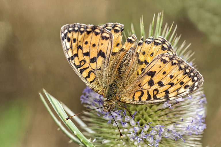 Argynnis aglaja - Lunares de plata