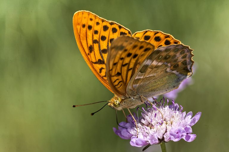 Argynnis paphia - Nacarada