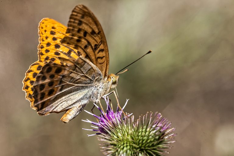 Argynnis paphia - Nacarada