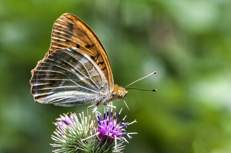 Argynnis paphia - Nacarada