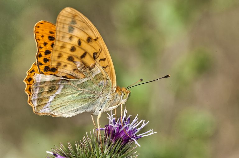 Argynnis paphia - Nacarada