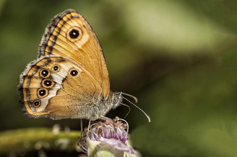 Coenonympha dorus - Ninfa de Esper