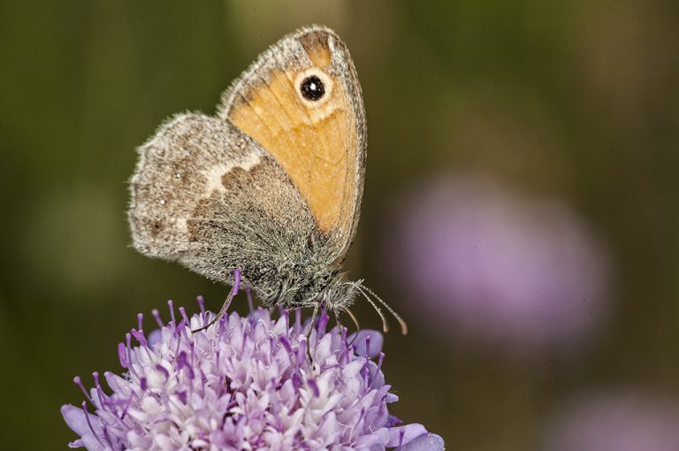 Coenonympha pamphilus - Ninfa de Linneo