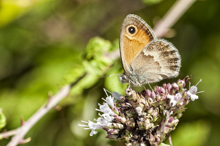 Coenonympha pamphilus - Ninfa de Linneo