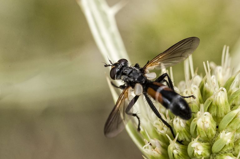 Cylindromyia sp - Mosca taquinida