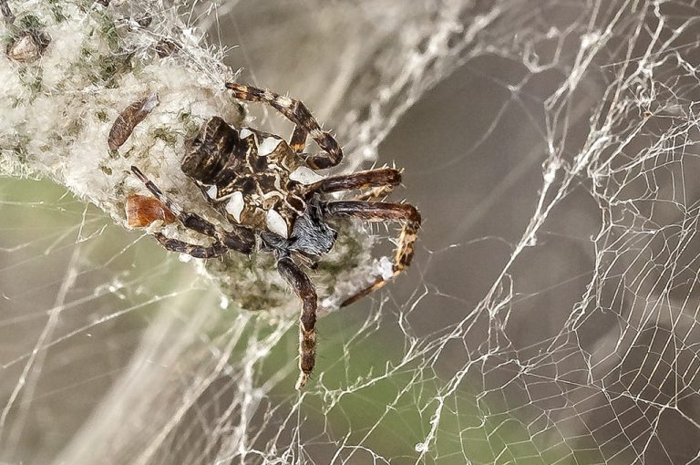 Cyrtophora citricola - Araña orbitela de las chumberas